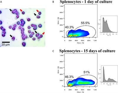 Interferon Gamma Induces the Increase of Cell-Surface Markers (CD80/86, CD83 and MHC-II) in Splenocytes From Atlantic Salmon